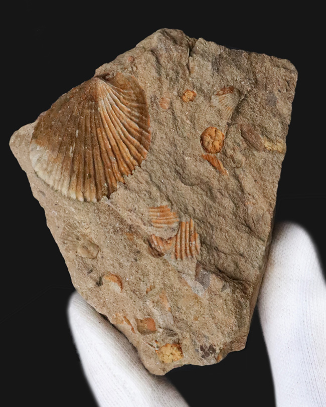 北上山地・志津川・韮ノ浜層産、恐竜がまだ主役になる前……ジュラ紀最初期の海に生きた二枚貝化石（その1）