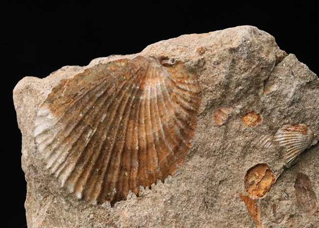 北上山地・志津川・韮ノ浜層産、恐竜がまだ主役になる前……ジュラ紀最初期の海に生きた二枚貝化石（その2）