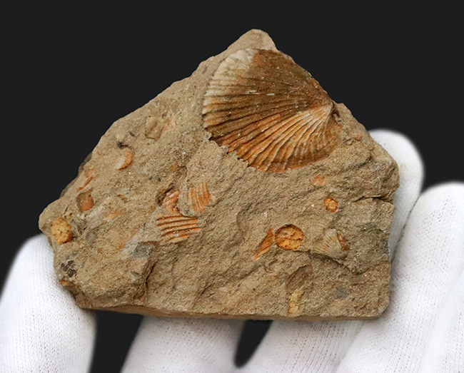 北上山地・志津川・韮ノ浜層産、恐竜がまだ主役になる前……ジュラ紀最初期の海に生きた二枚貝化石（その3）