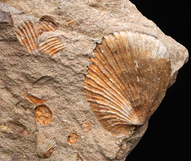 北上山地・志津川・韮ノ浜層産、恐竜がまだ主役になる前……ジュラ紀最初期の海に生きた二枚貝化石（その4）