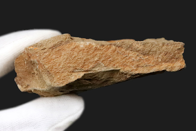 北上山地・志津川・韮ノ浜層産、恐竜がまだ主役になる前……ジュラ紀最初期の海に生きた二枚貝化石（その6）