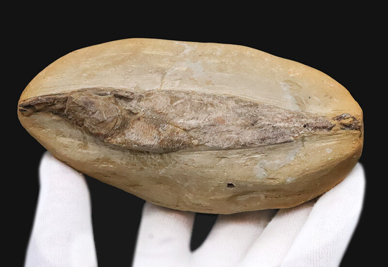 立体保存！白亜紀前期・ブラジルの赤道ラグーンを疾走した肉食魚ラコレピス（Rhacolepis）の化石（その2）