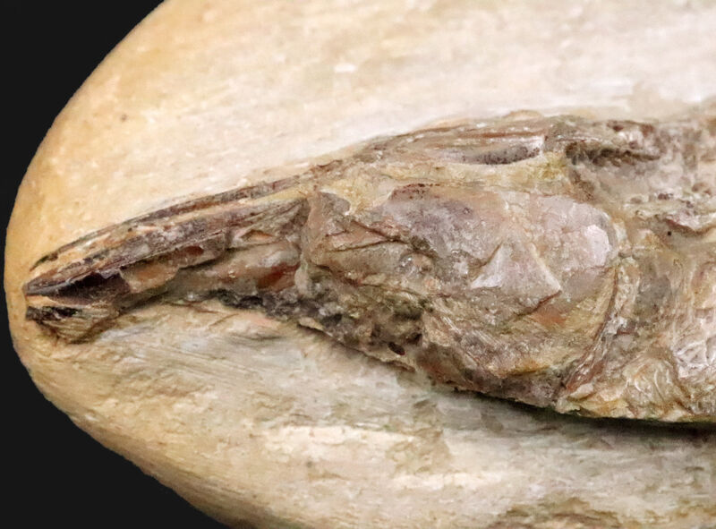 立体保存！白亜紀前期・ブラジルの赤道ラグーンを疾走した肉食魚ラコレピス（Rhacolepis）の化石（その3）