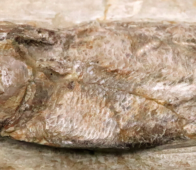 立体保存！白亜紀前期・ブラジルの赤道ラグーンを疾走した肉食魚ラコレピス（Rhacolepis）の化石（その4）