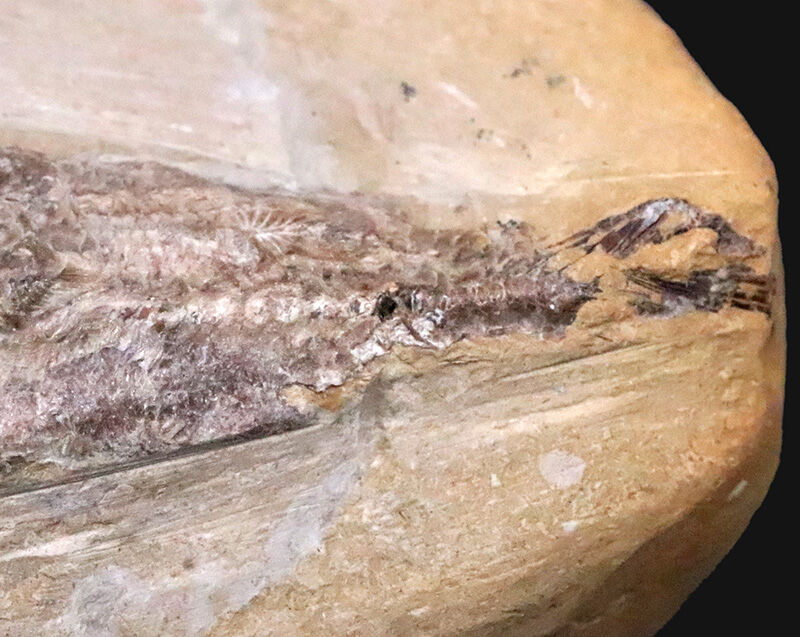 立体保存！白亜紀前期・ブラジルの赤道ラグーンを疾走した肉食魚ラコレピス（Rhacolepis）の化石（その5）