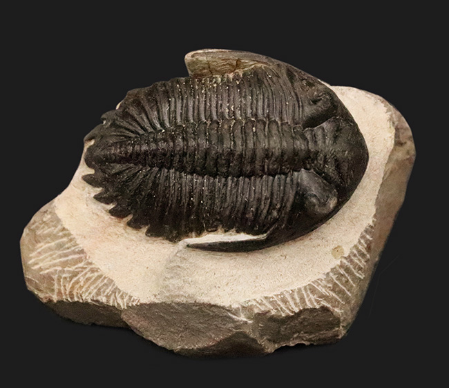 頬棘、複眼、フリルなど、シンボル部位がしっかりと保存！ワイドで存在感ある、モロッコ産三葉虫、ホラルドプス（Hollardops）の上質個体（その1）