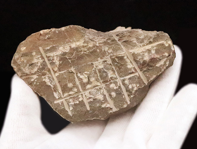 頬棘、複眼、フリルなど、シンボル部位がしっかりと保存！ワイドで存在感ある、モロッコ産三葉虫、ホラルドプス（Hollardops）の上質個体（その10）