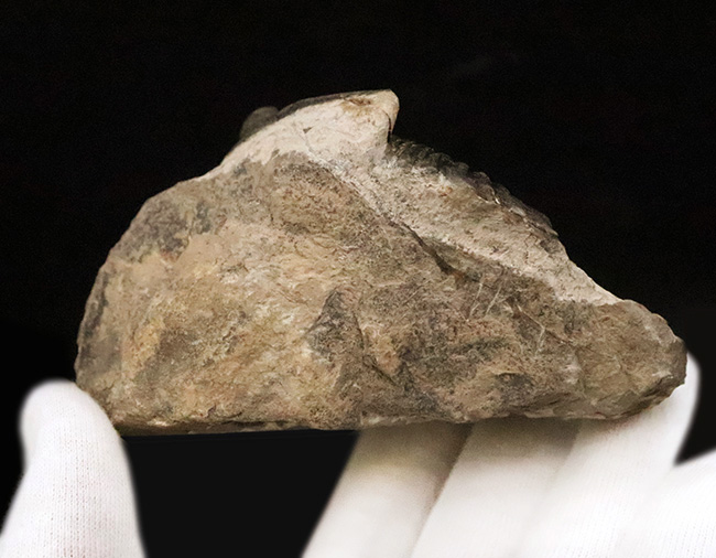 頬棘、複眼、フリルなど、シンボル部位がしっかりと保存！ワイドで存在感ある、モロッコ産三葉虫、ホラルドプス（Hollardops）の上質個体（その11）