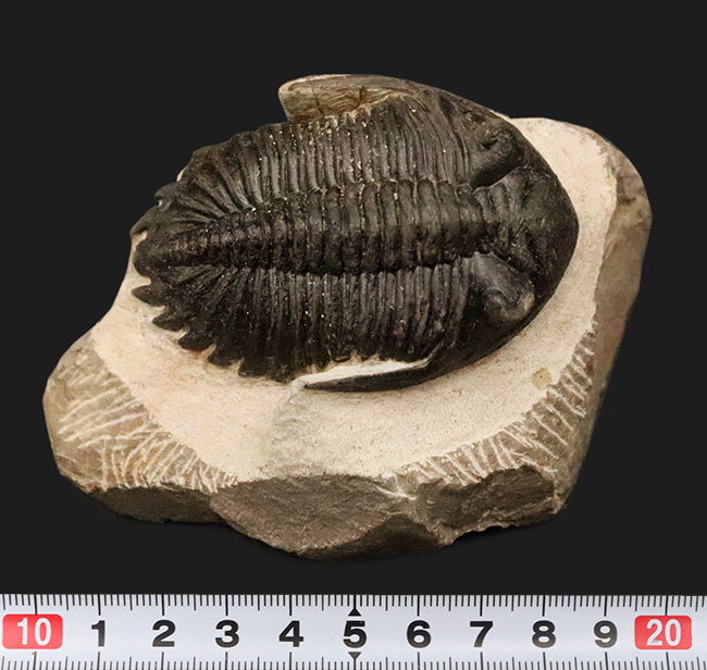 頬棘、複眼、フリルなど、シンボル部位がしっかりと保存！ワイドで存在感ある、モロッコ産三葉虫、ホラルドプス（Hollardops）の上質個体（その12）