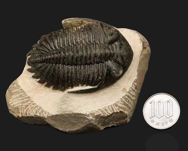 頬棘、複眼、フリルなど、シンボル部位がしっかりと保存！ワイドで存在感ある、モロッコ産三葉虫、ホラルドプス（Hollardops）の上質個体（その13）