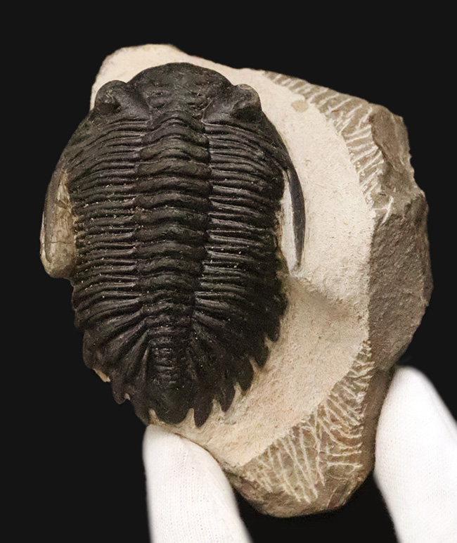 頬棘、複眼、フリルなど、シンボル部位がしっかりと保存！ワイドで存在感ある、モロッコ産三葉虫、ホラルドプス（Hollardops）の上質個体（その2）