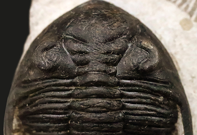 頬棘、複眼、フリルなど、シンボル部位がしっかりと保存！ワイドで存在感ある、モロッコ産三葉虫、ホラルドプス（Hollardops）の上質個体（その3）