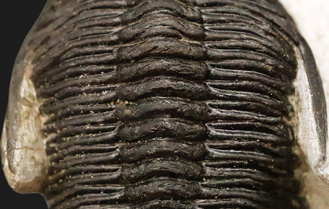 頬棘、複眼、フリルなど、シンボル部位がしっかりと保存！ワイドで存在感ある、モロッコ産三葉虫、ホラルドプス（Hollardops）の上質個体（その4）