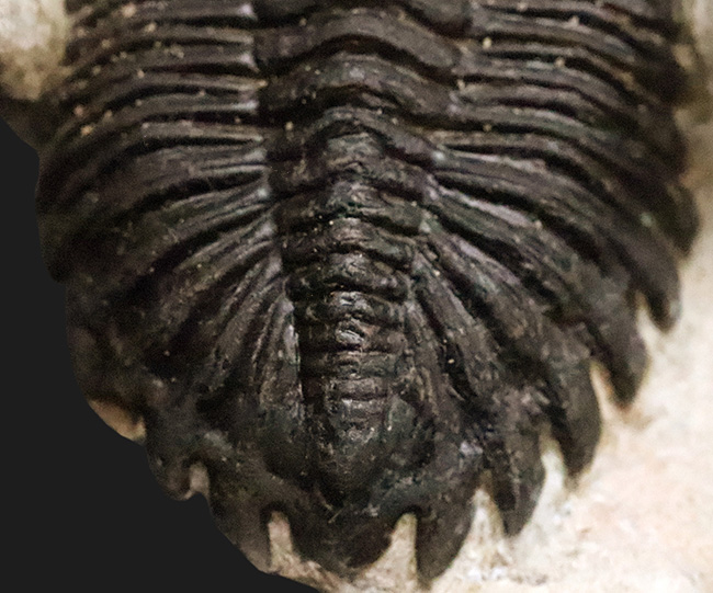 頬棘、複眼、フリルなど、シンボル部位がしっかりと保存！ワイドで存在感ある、モロッコ産三葉虫、ホラルドプス（Hollardops）の上質個体（その5）