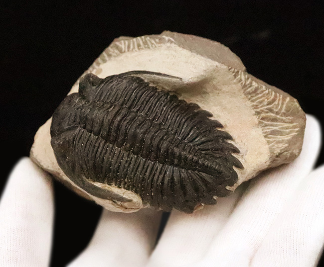 頬棘、複眼、フリルなど、シンボル部位がしっかりと保存！ワイドで存在感ある、モロッコ産三葉虫、ホラルドプス（Hollardops）の上質個体（その6）