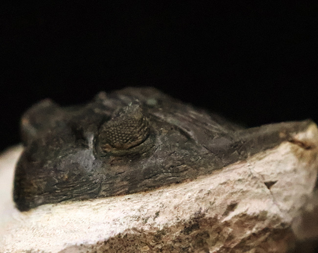 頬棘、複眼、フリルなど、シンボル部位がしっかりと保存！ワイドで存在感ある、モロッコ産三葉虫、ホラルドプス（Hollardops）の上質個体（その7）