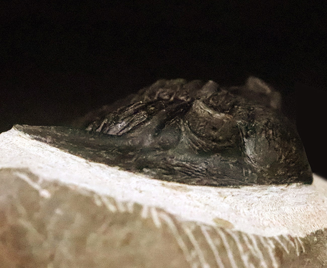 頬棘、複眼、フリルなど、シンボル部位がしっかりと保存！ワイドで存在感ある、モロッコ産三葉虫、ホラルドプス（Hollardops）の上質個体（その8）