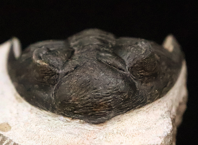 頬棘、複眼、フリルなど、シンボル部位がしっかりと保存！ワイドで存在感ある、モロッコ産三葉虫、ホラルドプス（Hollardops）の上質個体（その9）