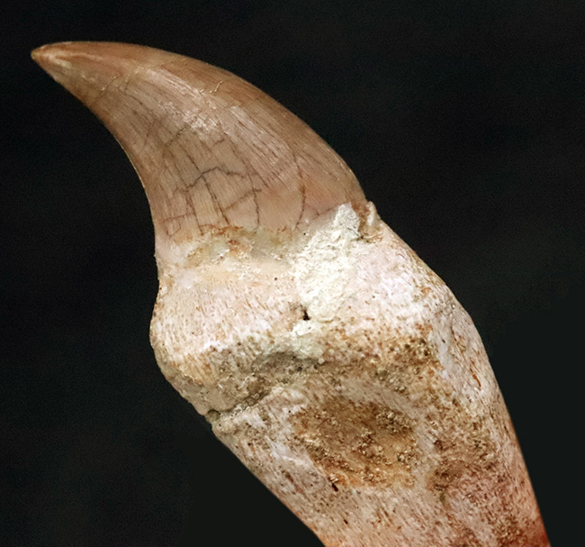 珍しい「歯根」付き個体 … モササウルス（Mosasaurus）の歯化石（その1）