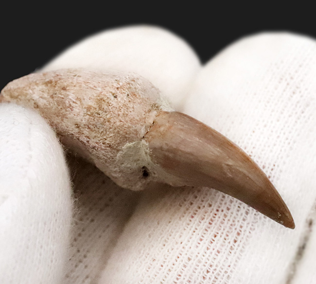 珍しい「歯根」付き個体 … モササウルス（Mosasaurus）の歯化石（その3）