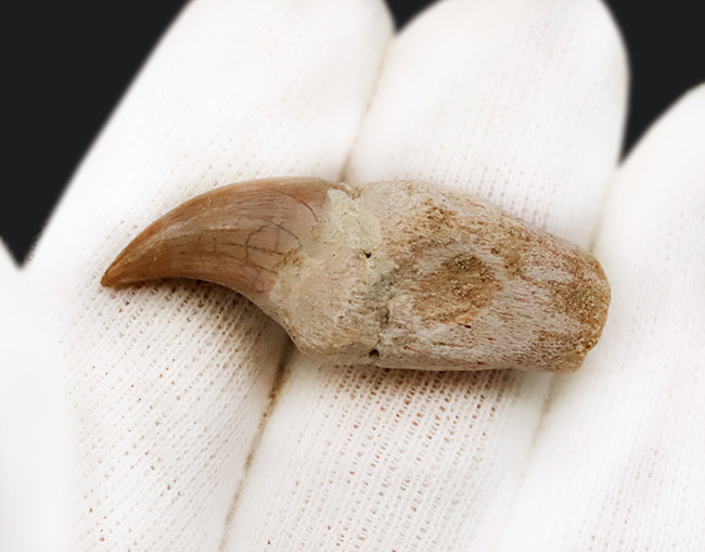 珍しい「歯根」付き個体 … モササウルス（Mosasaurus）の歯化石（その4）