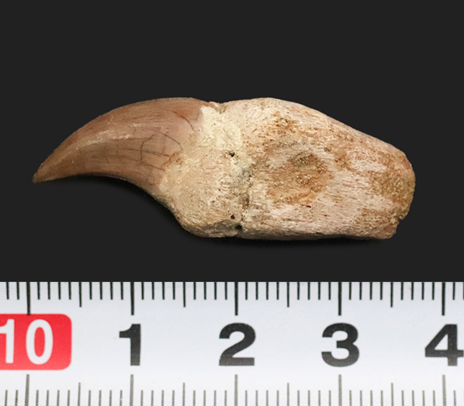 珍しい「歯根」付き個体 … モササウルス（Mosasaurus）の歯化石（その6）