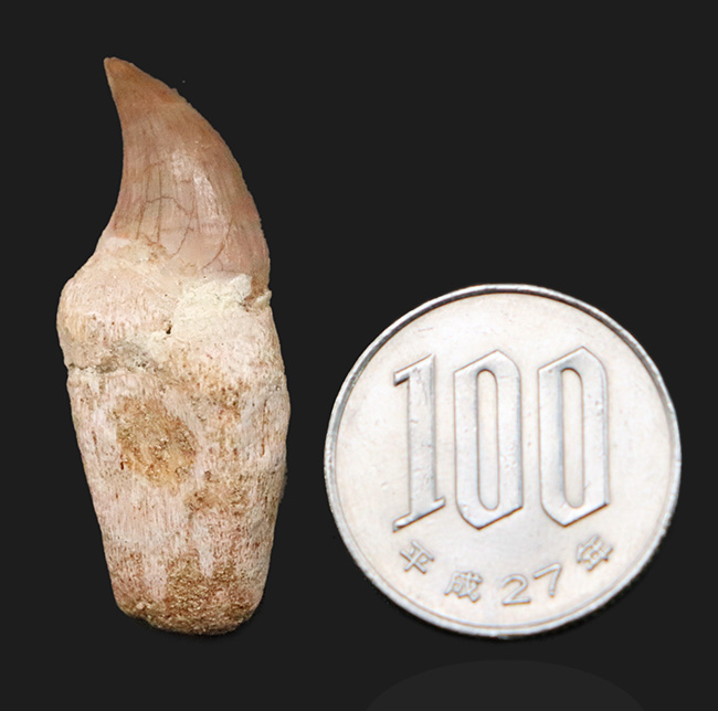 珍しい「歯根」付き個体 … モササウルス（Mosasaurus）の歯化石（その7）