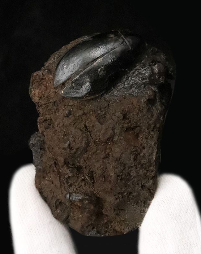 今にも動き出しそうな質感！サーベルタイガーで有名なラ・ブレア産、水生甲虫「ハイドロフィルス（Hydrophilus）」の上質化石（その1）