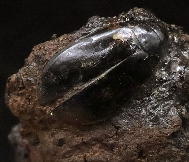 今にも動き出しそうな質感！サーベルタイガーで有名なラ・ブレア産、水生甲虫「ハイドロフィルス（Hydrophilus）」の上質化石（その2）