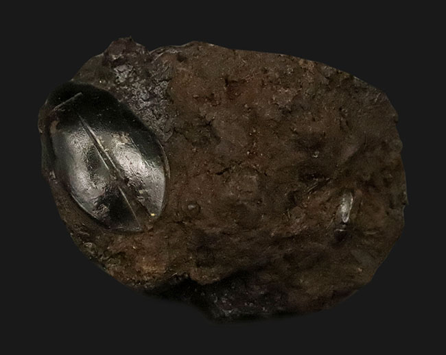 今にも動き出しそうな質感！サーベルタイガーで有名なラ・ブレア産、水生甲虫「ハイドロフィルス（Hydrophilus）」の上質化石（その3）