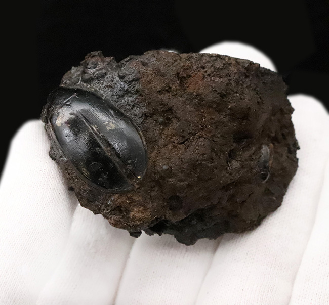 今にも動き出しそうな質感！サーベルタイガーで有名なラ・ブレア産、水生甲虫「ハイドロフィルス（Hydrophilus）」の上質化石（その4）