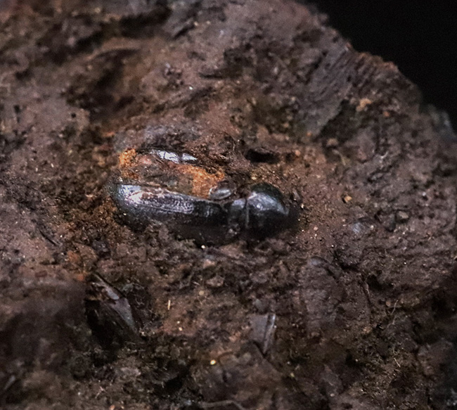 今にも動き出しそうな質感！サーベルタイガーで有名なラ・ブレア産、水生甲虫「ハイドロフィルス（Hydrophilus）」の上質化石（その5）