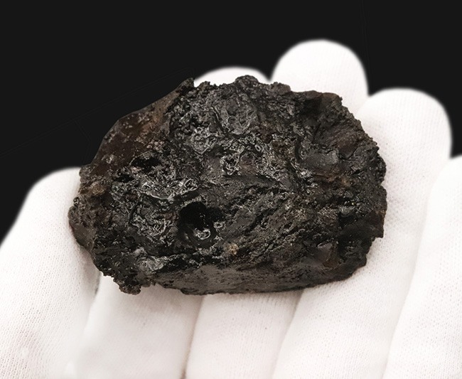 今にも動き出しそうな質感！サーベルタイガーで有名なラ・ブレア産、水生甲虫「ハイドロフィルス（Hydrophilus）」の上質化石（その6）