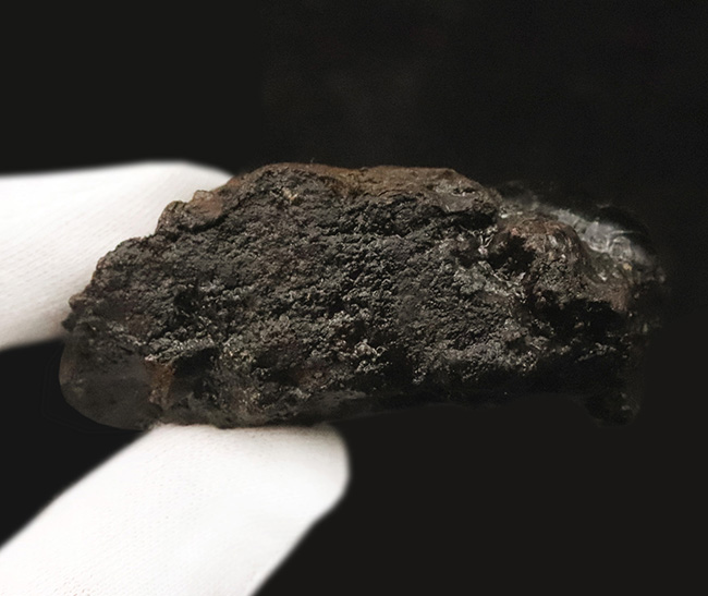 今にも動き出しそうな質感！サーベルタイガーで有名なラ・ブレア産、水生甲虫「ハイドロフィルス（Hydrophilus）」の上質化石（その7）