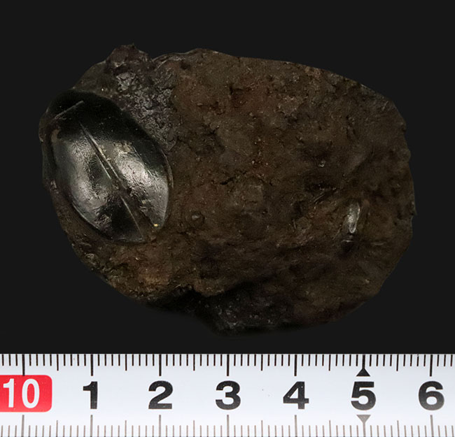 今にも動き出しそうな質感！サーベルタイガーで有名なラ・ブレア産、水生甲虫「ハイドロフィルス（Hydrophilus）」の上質化石（その8）