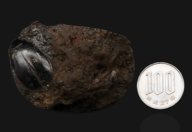 今にも動き出しそうな質感！サーベルタイガーで有名なラ・ブレア産、水生甲虫「ハイドロフィルス（Hydrophilus）」の上質化石（その9）