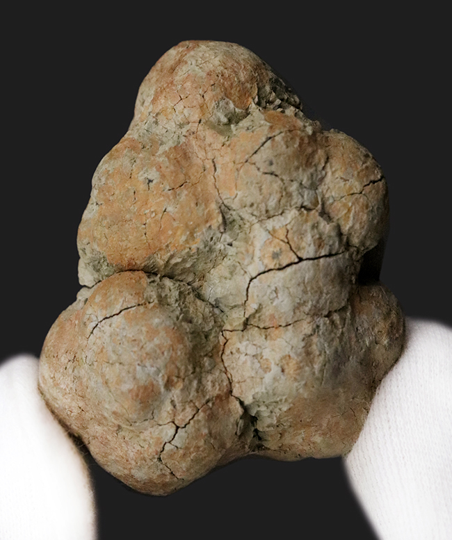 約5,000万年前の「生きた証拠」が石になったマダガスカル産 亀の糞化石（コプロライト／Coprolite）（その1）