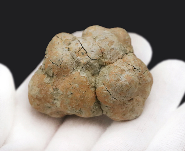 約5,000万年前の「生きた証拠」が石になったマダガスカル産 亀の糞化石（コプロライト／Coprolite）（その2）