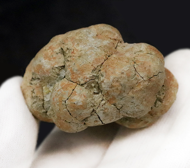 約5,000万年前の「生きた証拠」が石になったマダガスカル産 亀の糞化石（コプロライト／Coprolite）（その3）