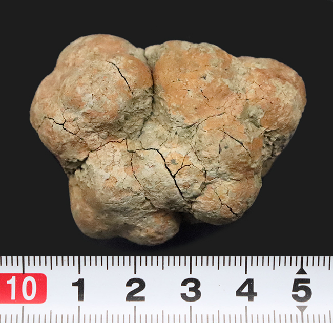 約5,000万年前の「生きた証拠」が石になったマダガスカル産 亀の糞化石（コプロライト／Coprolite）（その5）