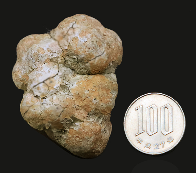 約5,000万年前の「生きた証拠」が石になったマダガスカル産 亀の糞化石（コプロライト／Coprolite）（その6）