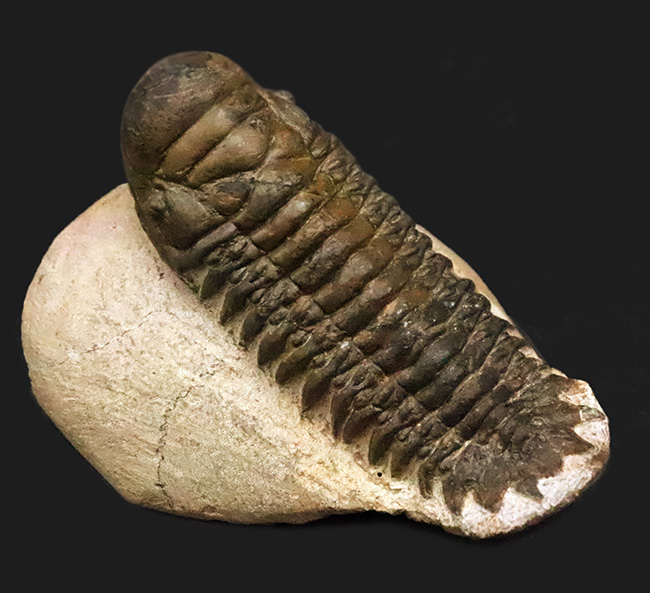 特徴的なフリルや希少部位「ハイポストマ」まで完備した、良サイズのモロッコ産三葉虫・クロタロセファルス（Crotalocephalus gibbus）（その1）