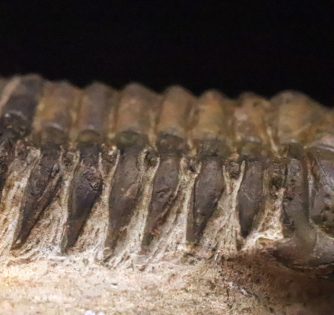 特徴的なフリルや希少部位「ハイポストマ」まで完備した、良サイズのモロッコ産三葉虫・クロタロセファルス（Crotalocephalus gibbus）（その10）