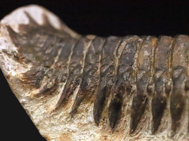 特徴的なフリルや希少部位「ハイポストマ」まで完備した、良サイズのモロッコ産三葉虫・クロタロセファルス（Crotalocephalus gibbus）（その11）