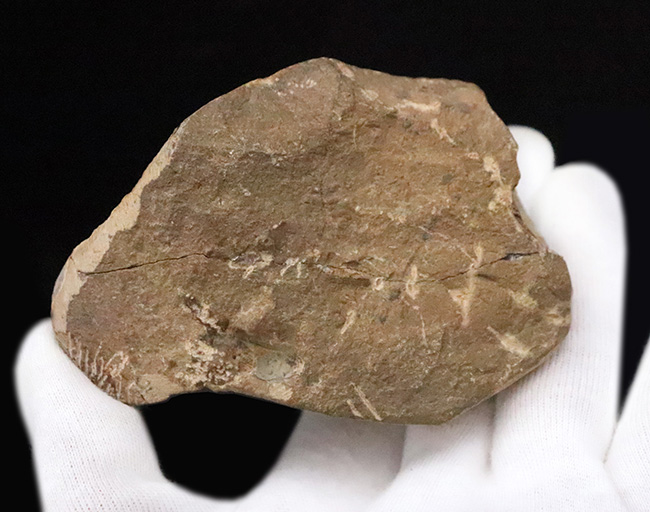 特徴的なフリルや希少部位「ハイポストマ」まで完備した、良サイズのモロッコ産三葉虫・クロタロセファルス（Crotalocephalus gibbus）（その12）