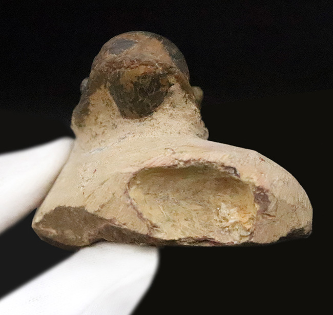 特徴的なフリルや希少部位「ハイポストマ」まで完備した、良サイズのモロッコ産三葉虫・クロタロセファルス（Crotalocephalus gibbus）（その13）