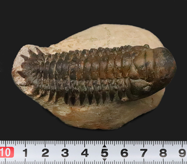 特徴的なフリルや希少部位「ハイポストマ」まで完備した、良サイズのモロッコ産三葉虫・クロタロセファルス（Crotalocephalus gibbus）（その14）