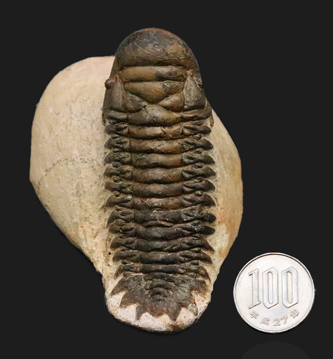 特徴的なフリルや希少部位「ハイポストマ」まで完備した、良サイズのモロッコ産三葉虫・クロタロセファルス（Crotalocephalus gibbus）（その15）