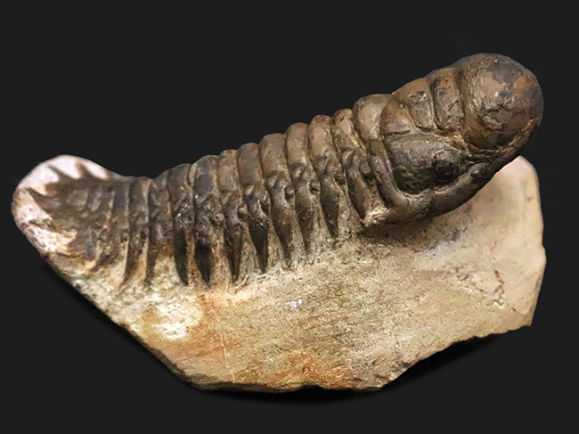 特徴的なフリルや希少部位「ハイポストマ」まで完備した、良サイズのモロッコ産三葉虫・クロタロセファルス（Crotalocephalus gibbus）（その2）