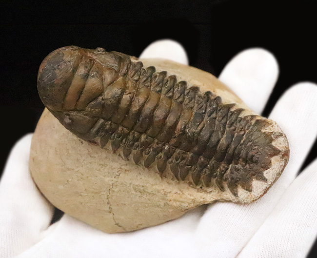 特徴的なフリルや希少部位「ハイポストマ」まで完備した、良サイズのモロッコ産三葉虫・クロタロセファルス（Crotalocephalus gibbus）（その3）